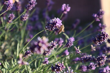 Biene auf Lavendel