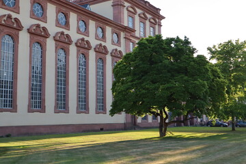 Baum vor Schloss