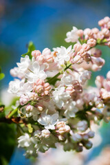 peach lilac in the garden