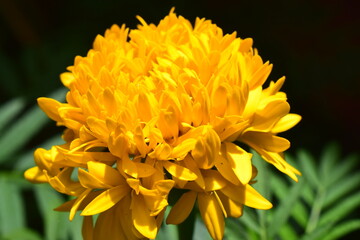 yellow flower macro (Fresh flower with thousand of yellow petals )