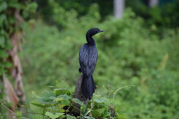 Black water bird is looking fir fish hunting (black heron) - Powered by Adobe