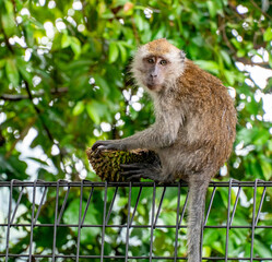 Monkeys Pulau Ubin Road Singapore