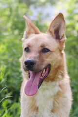 fawn shepherd dog close up photo on green grass background