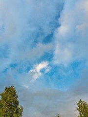 Obraz premium Summer blue sky with clouds over Russian birches.