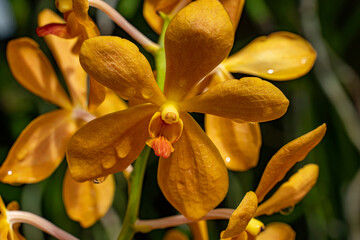 Singapore botanical garden orchids palms