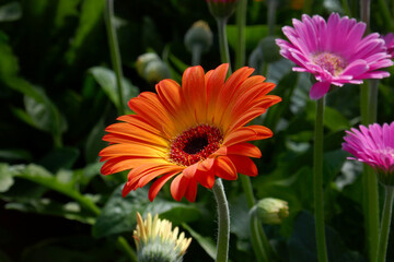 Gerbera