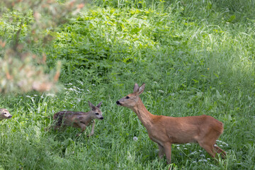 roe deer in the grass