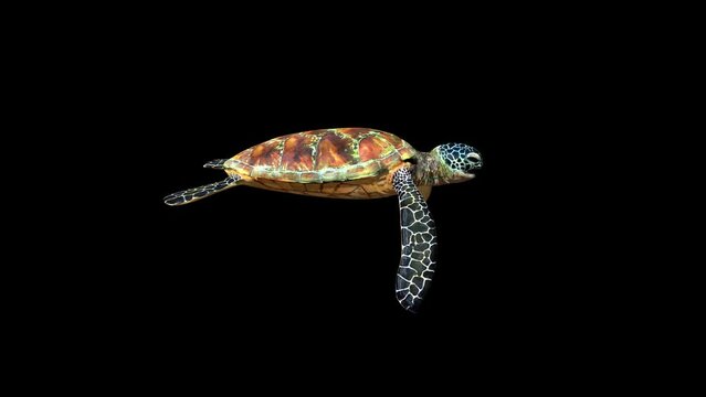 4K Green Ocean Turtle animation.3840×2160.8 Second Long.Transparent Alpha video.LOOP.