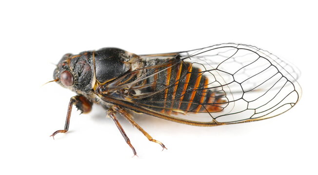 New Forest Cicada