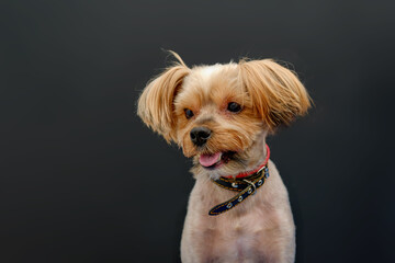 Portrait of a small Yorkshire Terrier dog on a black background