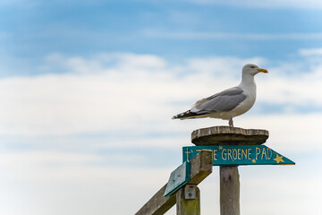 Seagull at the beach of Vlissingen on the wooden signpost with dutch text, which translates to: the salty green route