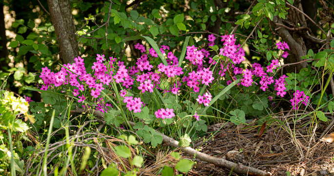Oxalis articulata or Oxalis floribunda growing on the hills near Pesaro and Urbino, in the Marche region  of Italy
