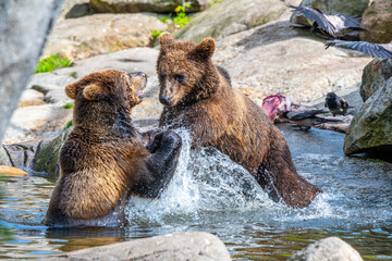 Obraz premium Two brown bears fighting in the water