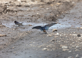 barn swallow