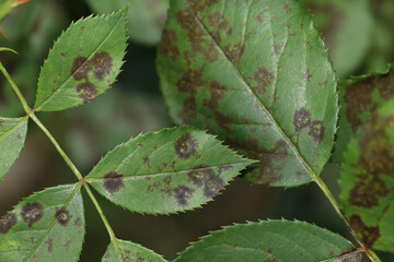 The rose black spot disease caused by the fungus Diplocarpon rosae. The black spots on the rose...