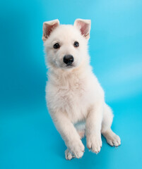 cute white labrador dog puppy studio portrait on isolated background