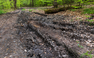 mud rut on the road in the forest