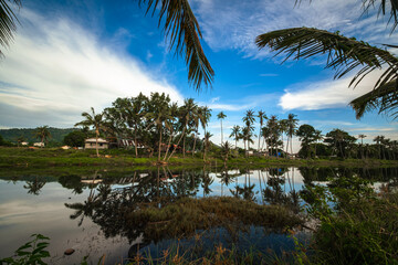 Fototapeta na wymiar Coconut tree reflect shadow on surface of river beautiful sky in Beserah, Malaysia .