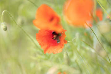 red poppy flower