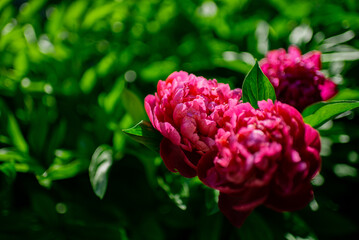 Beautiful bright pink peonies flowers background