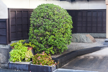 Decorative composition in front of the entrance to the house, landscape design