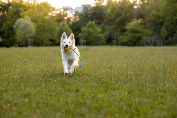 Naklejka na ściany i meble white Swiss shepherd dog playing with the ball in a park