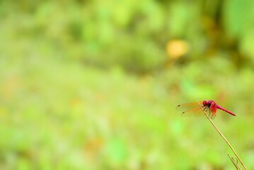 red dragonfly on leaf