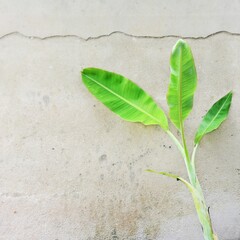 sprout on the ground