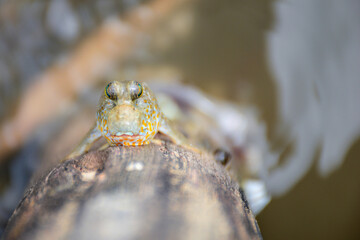 frog on a tree