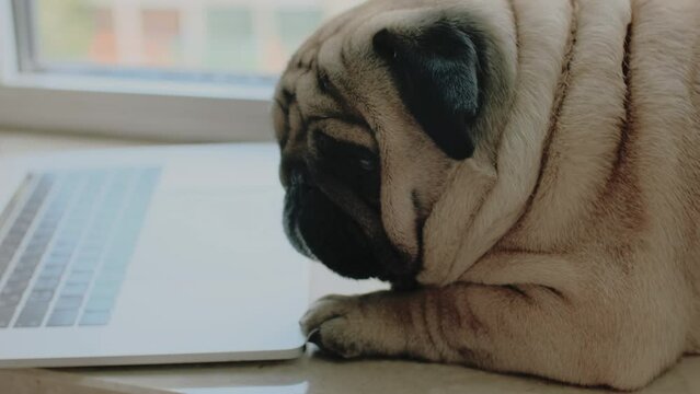 Cute dog pug with a laptop on the windowsill