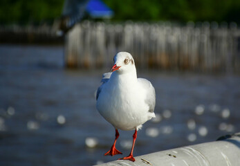 seagull on the beach