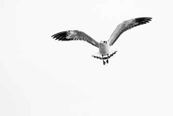 Obraz na płótnie Canvas seagull in flight