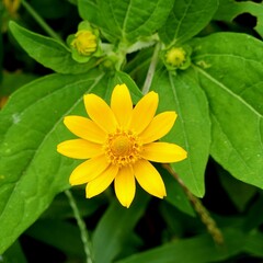 A little yellow flower in the yard grows well