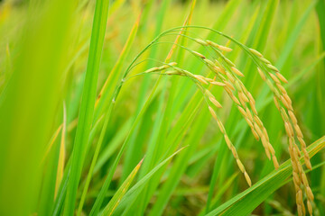 Fototapeta premium green grass background