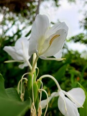Bright white Lily flower keep growing in the garden