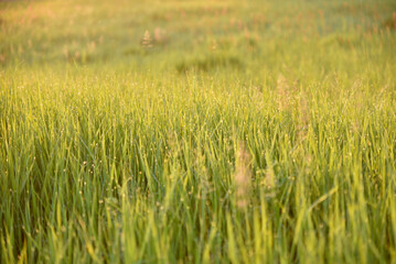 Fototapeta premium Juicy green grass with dew drops and evening sun.