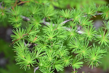 乗鞍高原のまいめの池の近くで見つけた、美しいカラマツの若葉