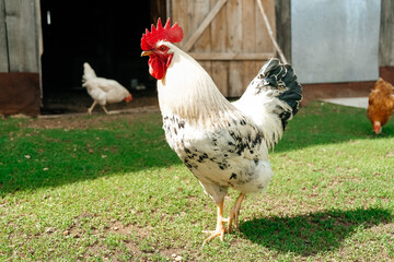 Beautiful cock in the house, household. Animal husbandry. Poultry farming. Village life. Subsistence farming