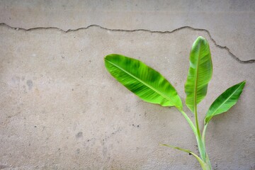 plant on wall