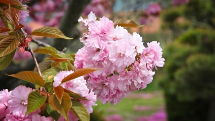Pink cherry blossom