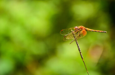 dragonfly on a leaf
