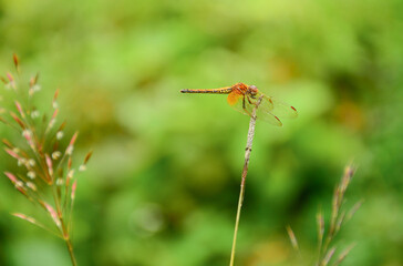 red dragonfly on flower