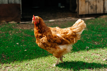 Brown chicken in the house, household. Animal husbandry. Poultry farming. Village life. Subsistence farming.