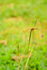 dragonfly on the grass