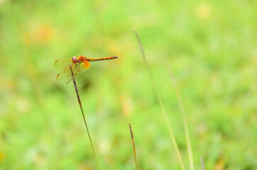 dragonfly on grass