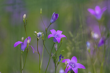 Fototapeta na wymiar purple flowers in the meadow