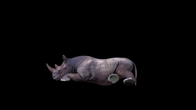 Rhino Sitting animation.Full HD 1920&times;1080.9 Second Long.Transparent Alpha video.LOOP.