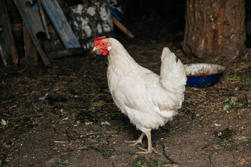 White chicken in the house, household. Animal husbandry. Poultry farming. Village life. Subsistence farming.