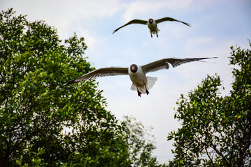 seagull in flight