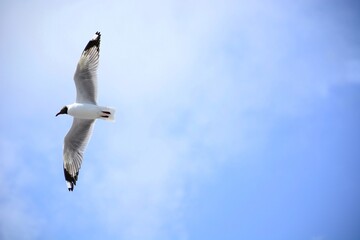 seagull in flight